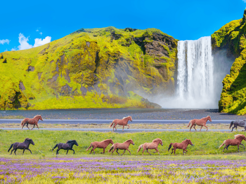 Summer in Iceland with waterfall and horses 